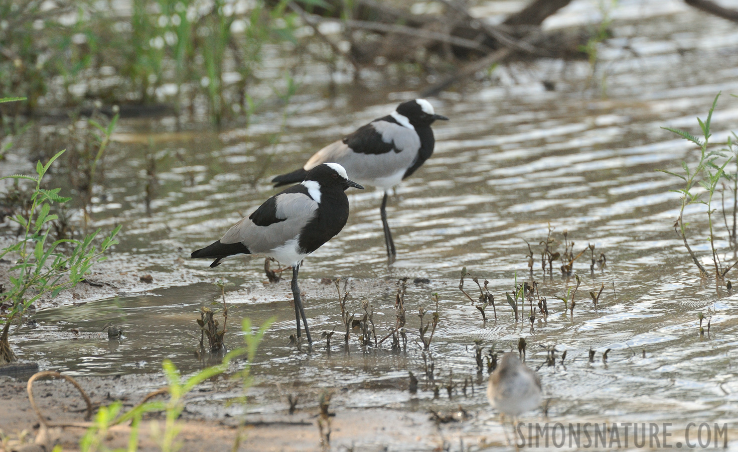 Vanellus armatus [550 mm, 1/1000 sec at f / 8.0, ISO 1600]